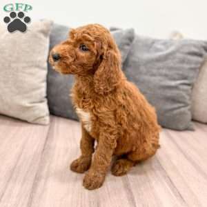 Cooper, Goldendoodle Puppy