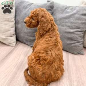Cooper, Goldendoodle Puppy