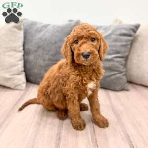Cooper, Goldendoodle Puppy