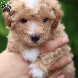 Cole, Maltipoo Puppy