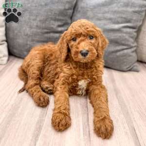 Cooper, Goldendoodle Puppy