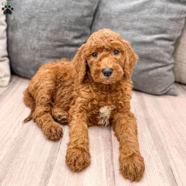 Cooper, Goldendoodle Puppy