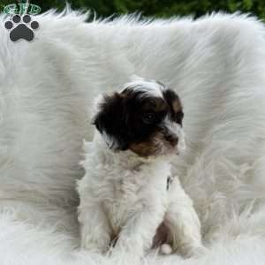 Ryker, Cavapoo Puppy