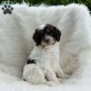 Ryker, Cavapoo Puppy