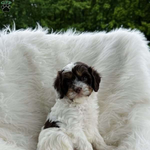 Ryker, Cavapoo Puppy