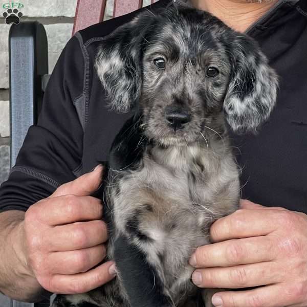 Kane, Mini Labradoodle Puppy