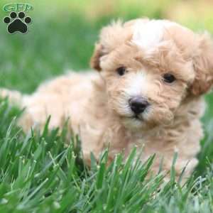 Cole, Maltipoo Puppy