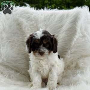 Ryker, Cavapoo Puppy