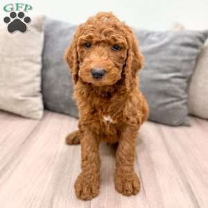 Max, Goldendoodle Puppy