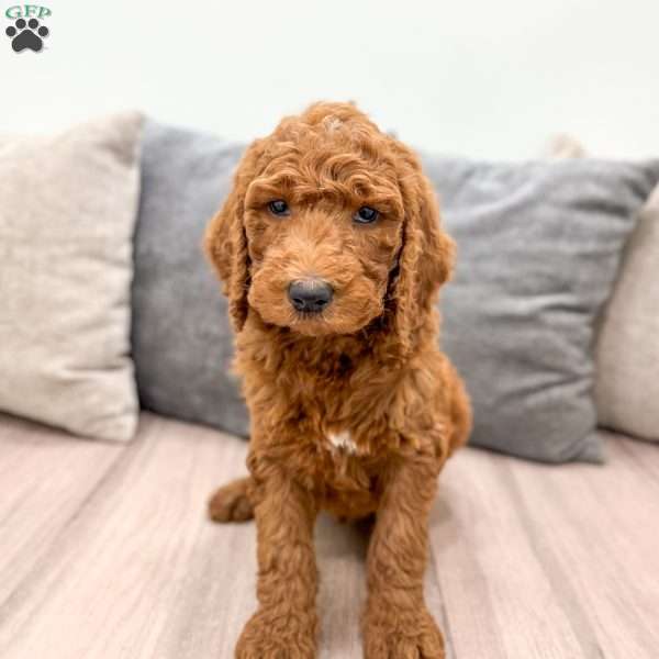 Max, Goldendoodle Puppy