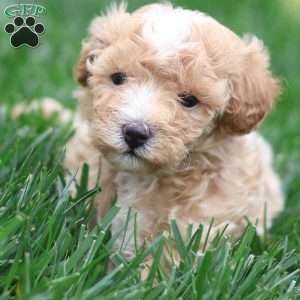 Cole, Maltipoo Puppy