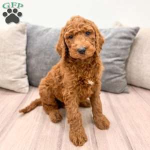 Max, Goldendoodle Puppy