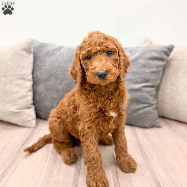 Max, Goldendoodle Puppy