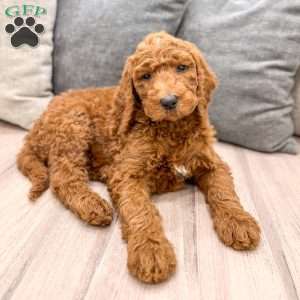 Max, Goldendoodle Puppy