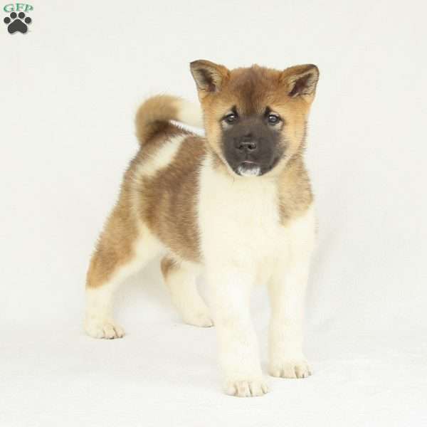 Callie, Akita Puppy