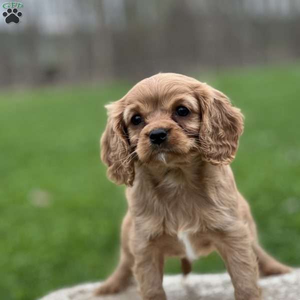 Holly, Cavapoo Puppy