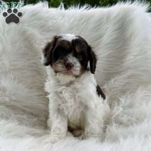 Ryker, Cavapoo Puppy