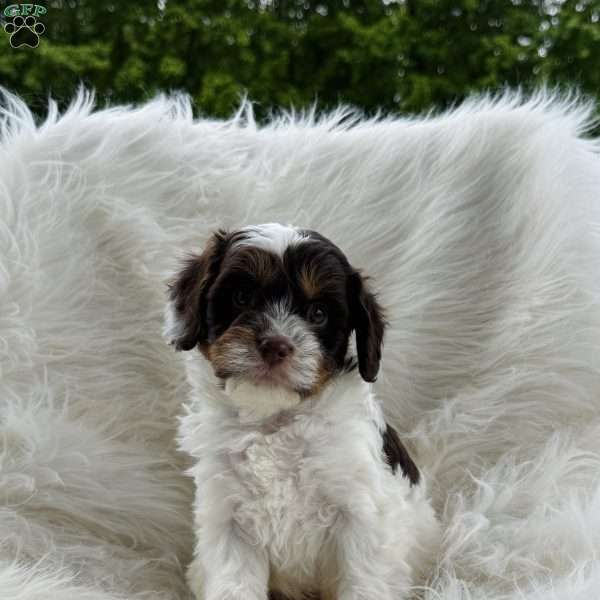 Ryker, Cavapoo Puppy