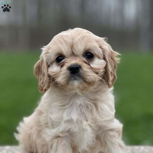 Honey, Cavapoo Puppy