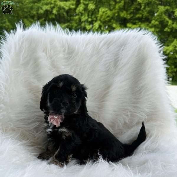 Sophia, Cavapoo Puppy