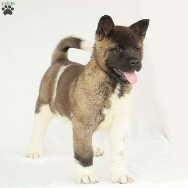 Chloe, Akita Puppy