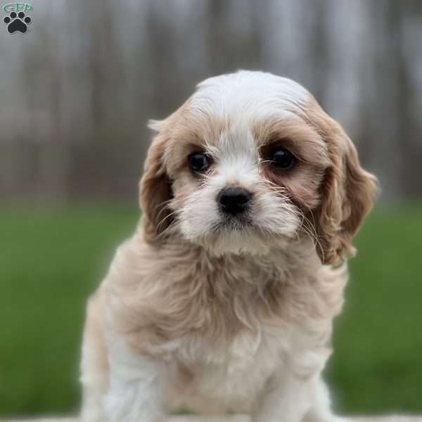 Hana, Cavapoo Puppy