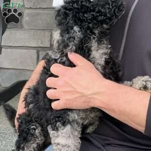 Kirby, Mini Labradoodle Puppy