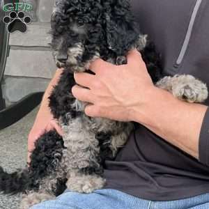 Kirby, Mini Labradoodle Puppy