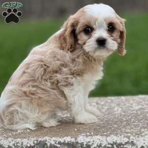 Hana, Cavapoo Puppy