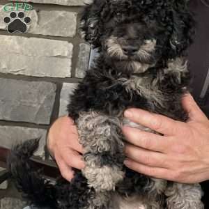 Kirby, Mini Labradoodle Puppy