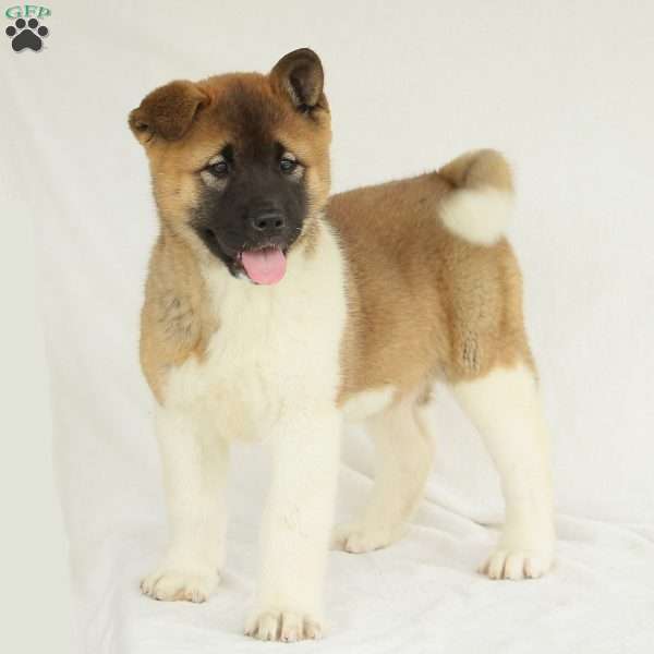 Keisha, Akita Puppy