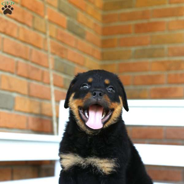 Shelby, Rottweiler Puppy