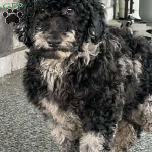 Kirby, Mini Labradoodle Puppy
