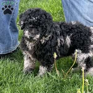 Kirby, Mini Labradoodle Puppy
