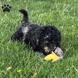 Kirby, Mini Labradoodle Puppy