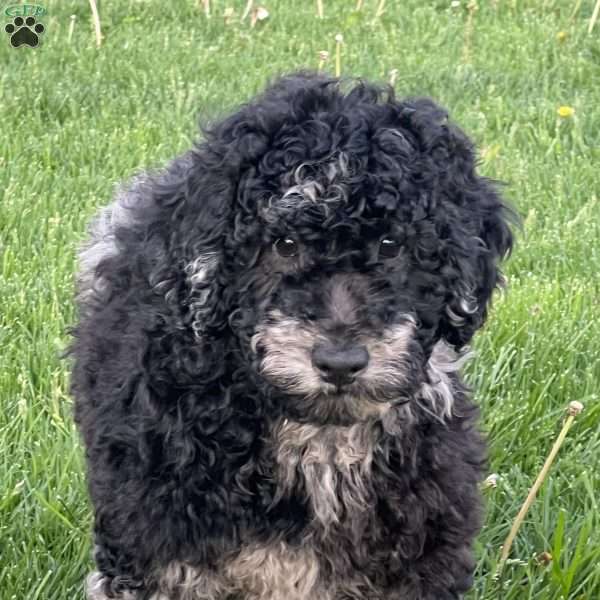 Kirby, Mini Labradoodle Puppy