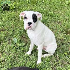 Neill, Boxer Puppy