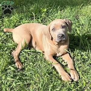 Peanut, Cane Corso Puppy