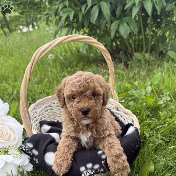 Harley, Mini Goldendoodle Puppy