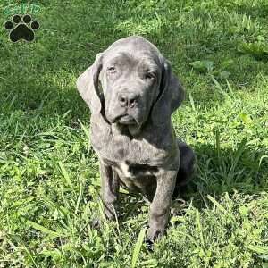 Prince, Cane Corso Puppy