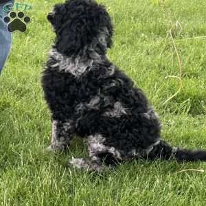 Kirby, Mini Labradoodle Puppy