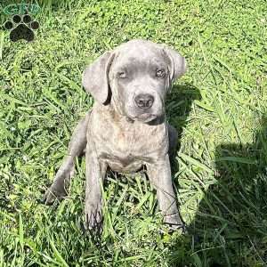 Parker, Cane Corso Puppy