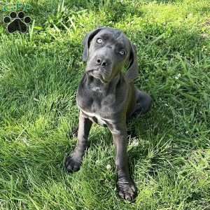 Phoebe, Cane Corso Puppy