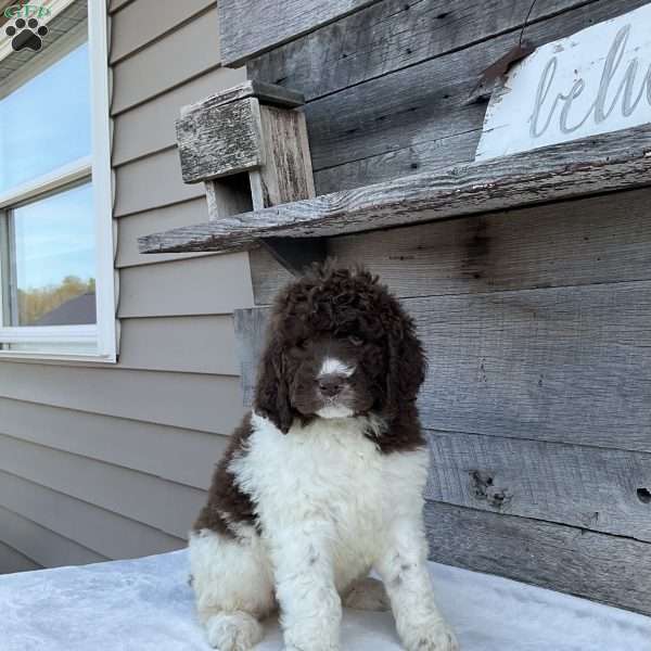 Leo, Newfypoo Puppy