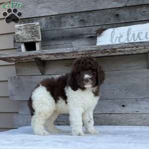 Leo, Newfypoo Puppy