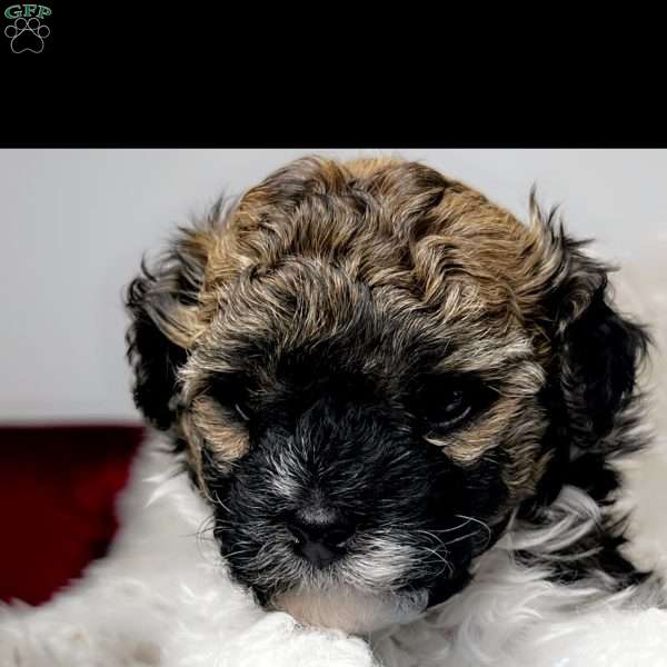 Aries, Maltipoo Puppy