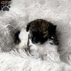 Aries, Maltipoo Puppy