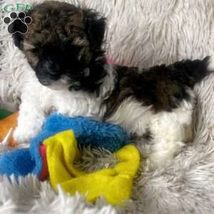 Aries, Maltipoo Puppy