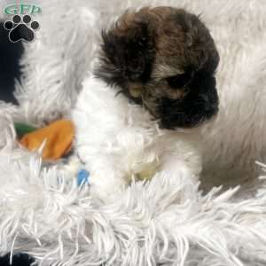 Aries, Maltipoo Puppy