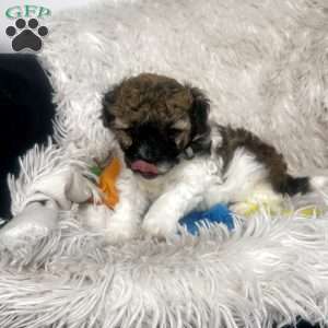Aries, Maltipoo Puppy